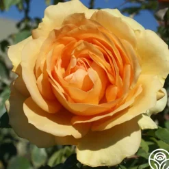 Sunbelt® South Africa®