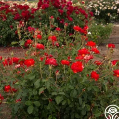 Sunrise At Heirloom™