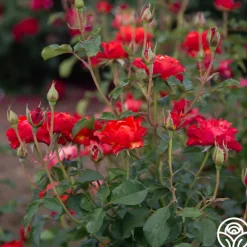 Sunrise At Heirloom™