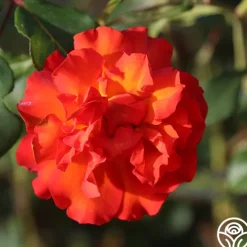 Sunrise At Heirloom™