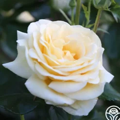 Sunshine Daydream™