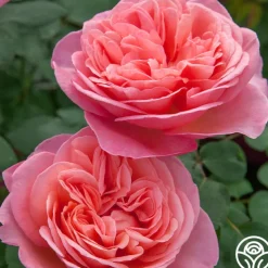 Sweet Mademoiselle™