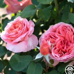 Sweet Mademoiselle™