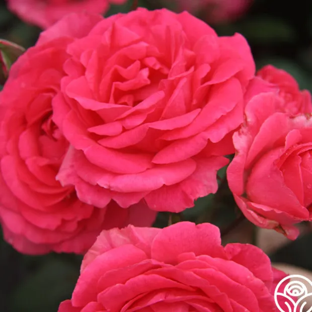 Tahitian Treasure™