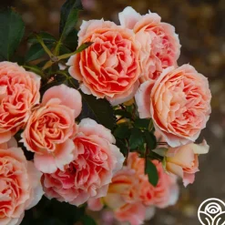 Tangerine Streams™