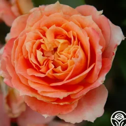 Tangerine Streams™