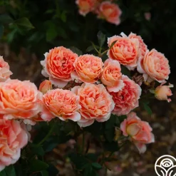 Tangerine Streams™