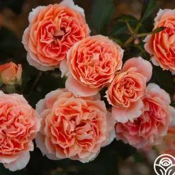 Tangerine Streams™