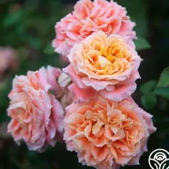 Tangerine Streams™