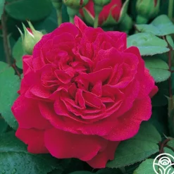 Tess of the d'Urbervilles®