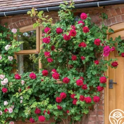 Tess of the d'Urbervilles®