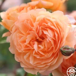 50th Anniversary Clements Collection