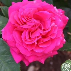 50th Anniversary Founders Collection