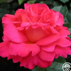 50th Anniversary Fragrant Roses Collection