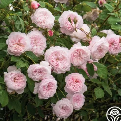 The Albrighton Rambler®