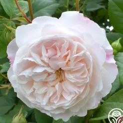 The Albrighton Rambler®