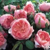 The Alnwick Rose®