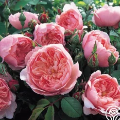 The Alnwick Rose®