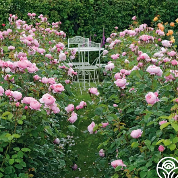 The Alnwick Rose®