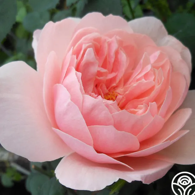 The Alnwick Rose®