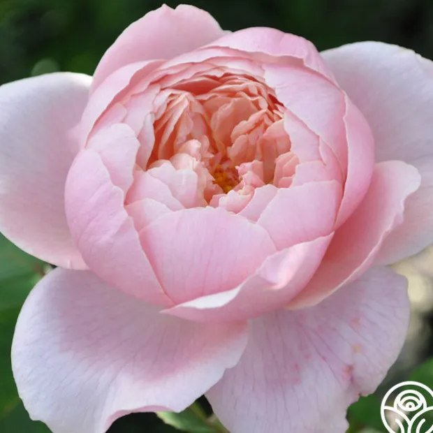 The Alnwick Rose®