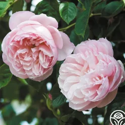 The Generous Gardener™