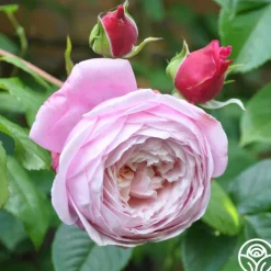 The Generous Gardener™