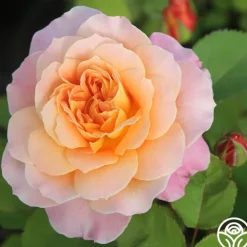 The Impressionist™