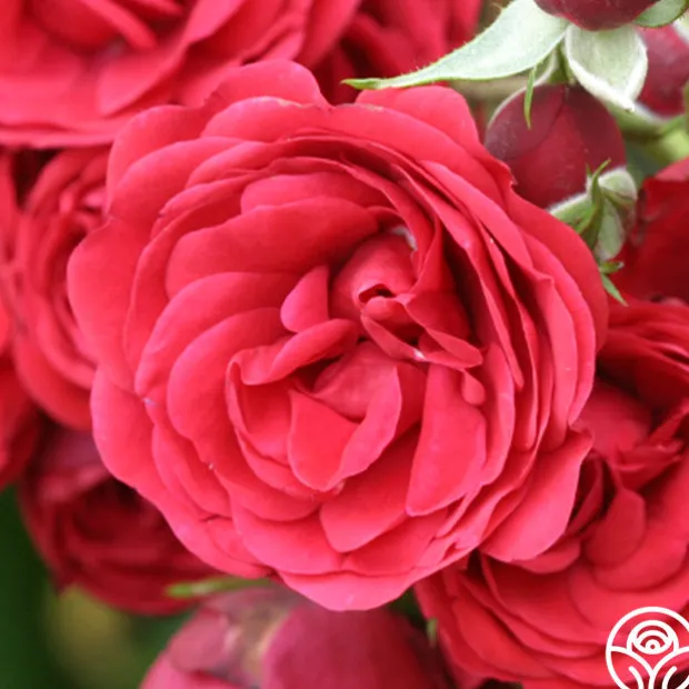 The King's Rubies™