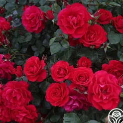 The Prince's Trust™