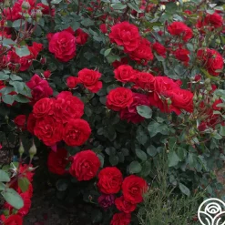 The Prince's Trust™