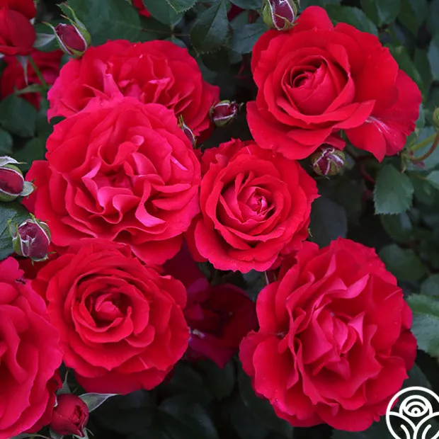 The Prince's Trust™