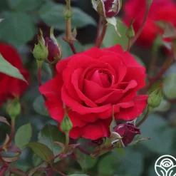 The Prince's Trust™