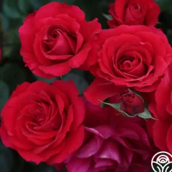 The Prince's Trust™