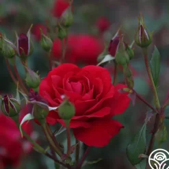 The Prince's Trust™