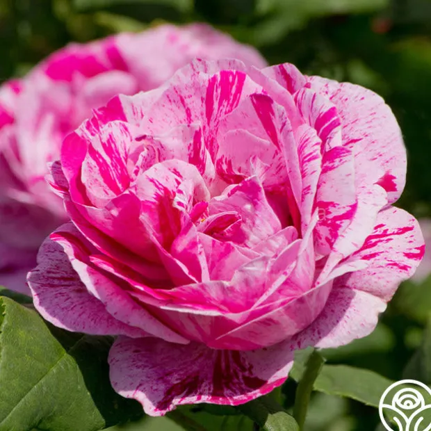 Tricolore De Flandre