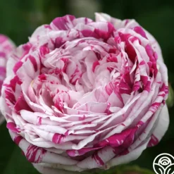 Variegata di Bologna