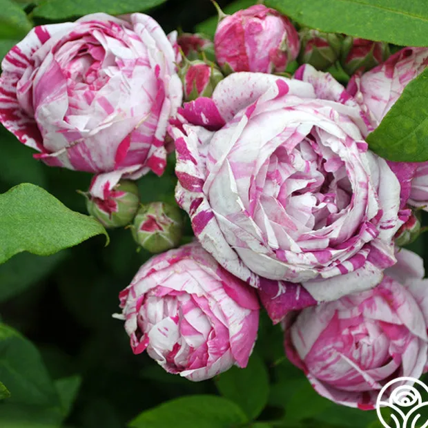 Variegata di Bologna