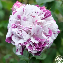 Variegata di Bologna