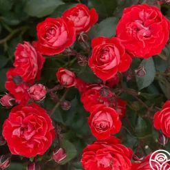 Veranda® Brilliant™