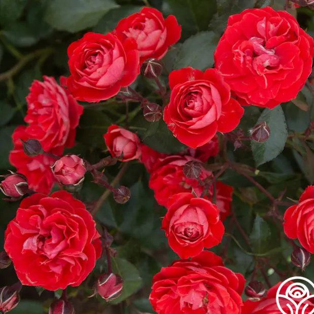 Veranda® Brilliant™