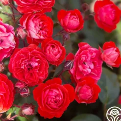 Veranda® Brilliant™