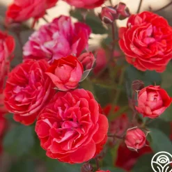 Veranda® Brilliant™