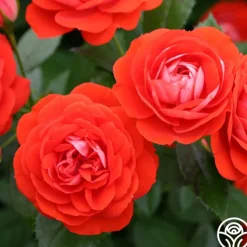 Veranda® Brilliant™