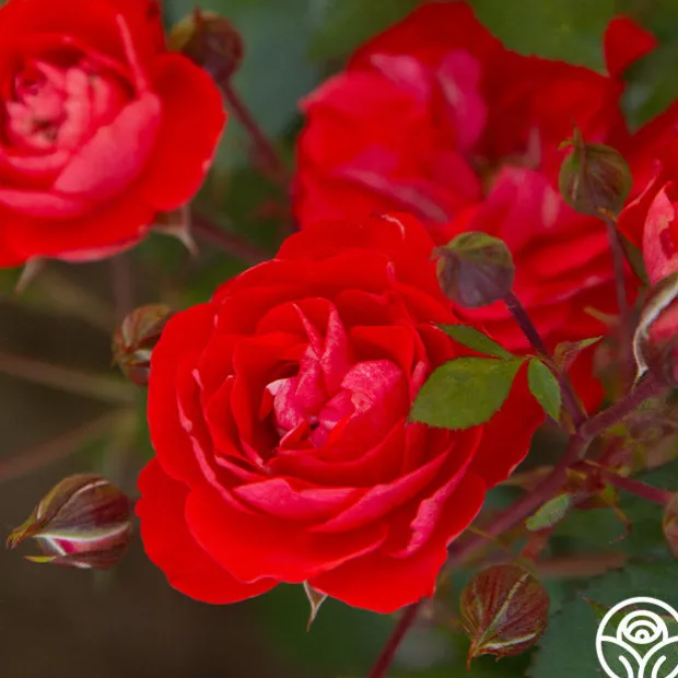 Veranda® Brilliant™