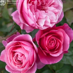 Vibrant Bouquet Collection