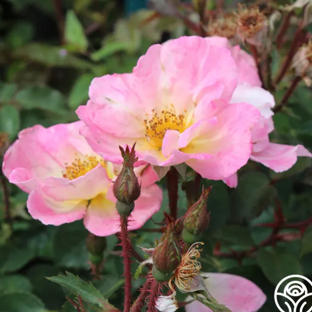 Watercolors Home Run®