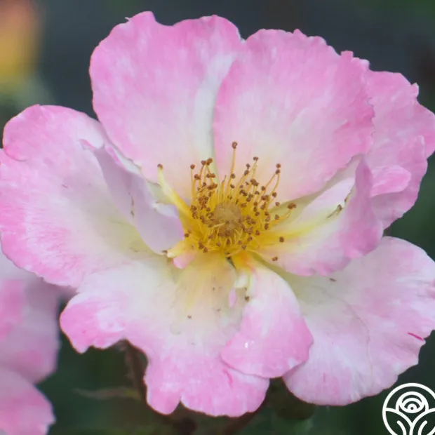 Watercolors Home Run®