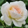 White Eden Climber®