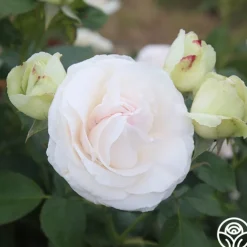 White Eden Climber®